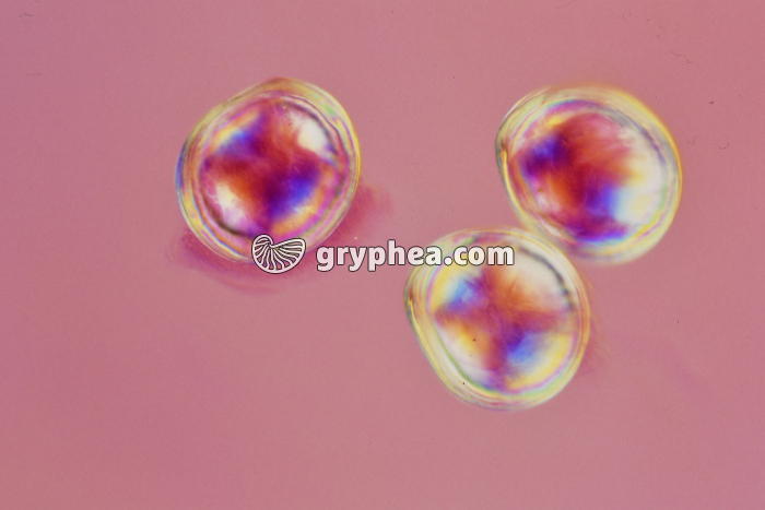 Embryons d'huitre ciliés x100 - gryphea.org